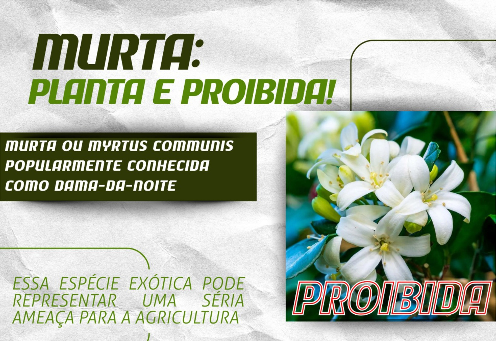 Murta Planta Proibida: Conheça os Riscos!